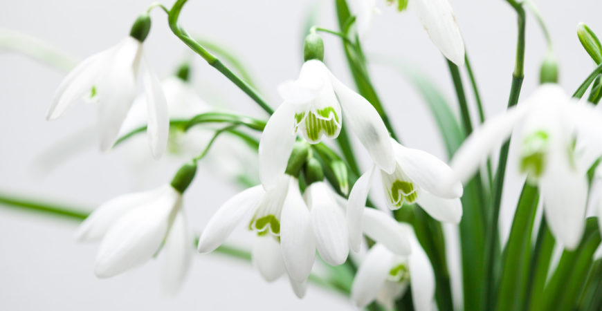 White flowers