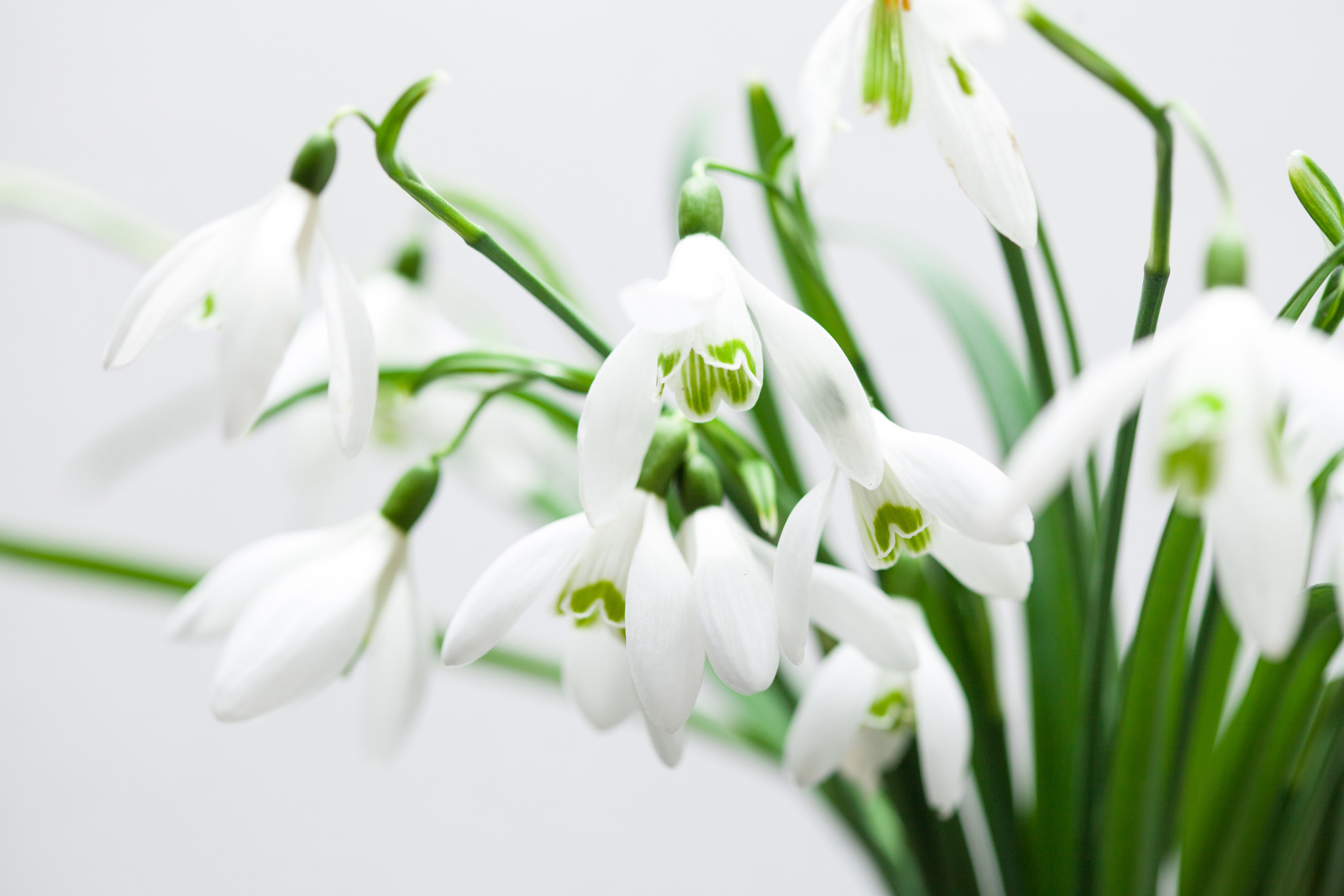 White flowers